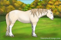 Horse Color:Buckskin Pearl Dun Splash 
