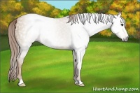 Horse Color:Gray Red Dun 