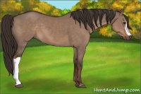 Horse Color:Liver Red Dun 