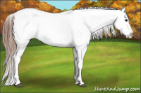 Horse Color:Liver Red Dun Splash Frame Appaloosa 