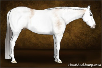 Horse Color:White Spotted Bay Dun Splash Rabicano 