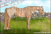 Horse Color:Bay Roan Appaloosa  Brindle