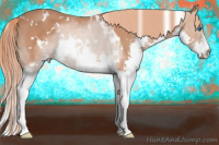 Horse Color:White Spotted Liver Chestnut Splash 