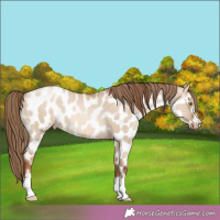 Horse Color:Liver Red Dun Pearl Near Leopard 