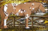 Horse Color:Bay Splash Tobiano Appaloosa Brindle