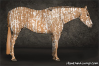 Horse Color:Bay Splash Tobiano Appaloosa Brindle