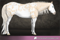 Horse Color:Palomino Pearl Splash Near Leopard 