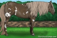 Horse Color:White Spotted Chocolate Palomino