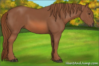 Horse Color:Liver Chestnut 