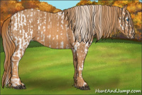 Horse Color:Bay Splash Tobiano Appaloosa Brindle