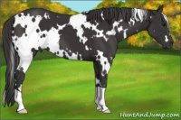 Horse Color:White Spotted Buckskin