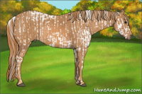 Horse Color:Bay Splash Tobiano Appaloosa  Brindle