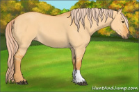 Horse Color:Chocolate Palomino Dun Tobiano 