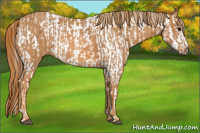Horse Color:Bay Splash Tobiano Near Leopard  Brindle