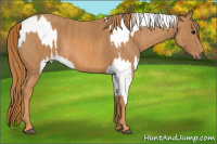 Horse Color:Bay Splash Tobiano Appaloosa Brindle