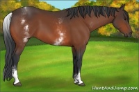 Horse Color:White Spotted Bay 