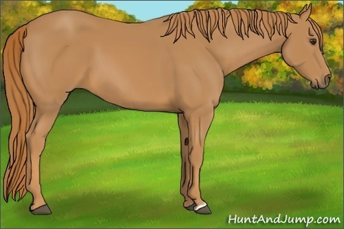 Horse Color: Chestnut 