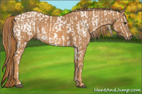 Horse Color:Bay Splash Tobiano Appaloosa  Brindle