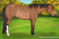 Horse Color:Bay Rabicano 