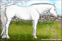 Horse Color:Gold Cream Champagne Appaloosa 