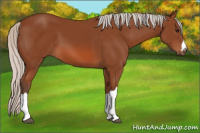 Horse Color:Silver Bay 
