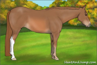 Horse Color:Chestnut 
