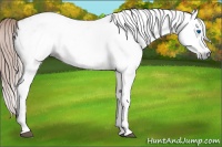 Horse Color:Gray Red Roan Splash Appaloosa 