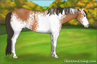Horse Color:White Spotted Bay 