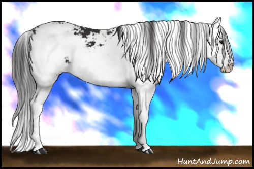 Horse Color: Buckskin Sabino Splash 