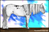 Horse Color:Buckskin Sabino Splash
