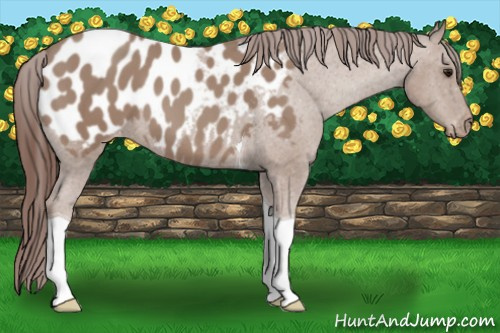 Horse Color: Classic Champagne Tobiano Blanket 