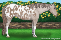 Horse Color:Classic Champagne Tobiano Appaloosa