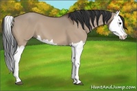 Horse Color:Bay Dun Splash 