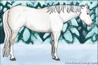 Horse Color:Gray White Spotted Silver Buckskin Dun 