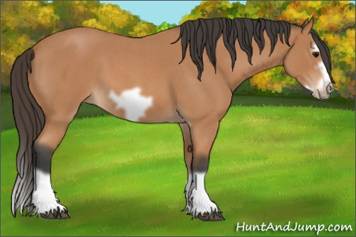 Horse Color: Bay Roan Splash Frame 
