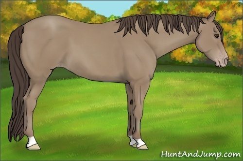Horse Color: Classic Champagne 