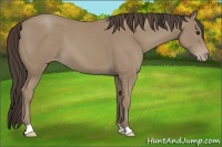 Horse Color:Classic Champagne 