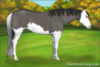 Horse Color:Grullo Splash 