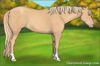 Horse Color:Gold Champagne