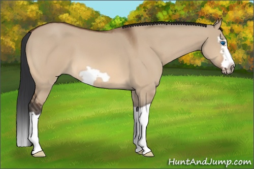 Horse Color:Bay Dun Splash Frame 