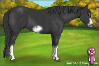 Horse Color:Black Sabino Splash Frame 