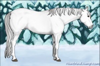 Horse Color:Gray White Spotted Brown Blanket 