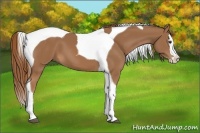 Horse Color:Chestnut Splash Tobiano 