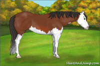 Horse Color:Bay Splash 