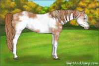 Horse Color:White Spotted Chestnut Frame 