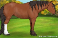 Horse Color:Bay Rabicano 