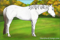 Horse Color:White Spotted Amber Cream Champagne Tobiano 