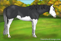 Horse Color:Black Splash