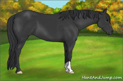 Horse Color: Black 