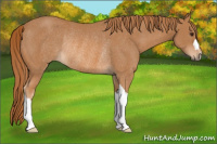 Horse Color:Chestnut Rabicano 